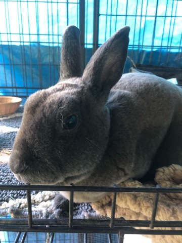 Mini Rex – Bunny’s for sale.