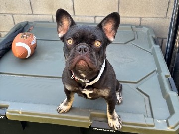 French Bulldog – Frenchie bulldog pup – Los Angeles