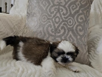 Shih Tzu – puppies – Victorville