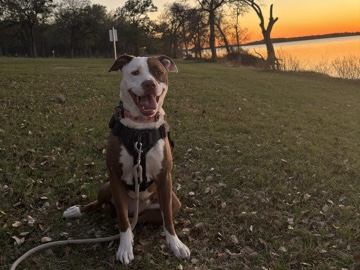 South Russian Ovcharka – Pitbull/Husky rehoming – San Antonio