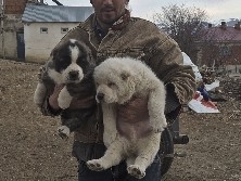 Central Asian Shepherd Dog – Safkan Alabai (Orta Asya Çoban Köpeği) Yavruları – 2 Erkek 1 Dişi