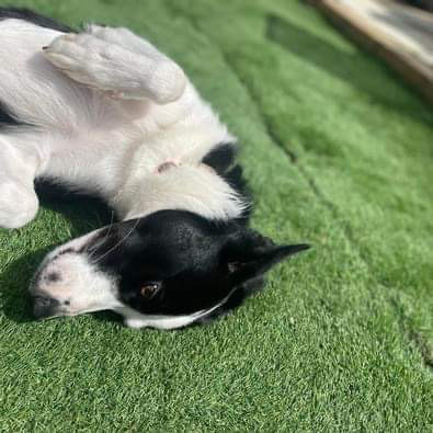 Border Collie – 11 month female border collie