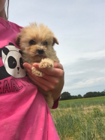Pomeranian – cockeranian puppies 5 left