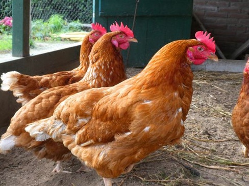 Chicken – Chickens – Richmond