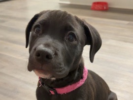 Mixed Breed – Chloe (Mix Breed) – Kissimmee