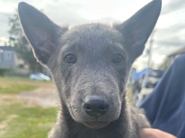 Belgian Shepherd Dog (Malinois) – AKC Belgian Malinois Puppies – Erie