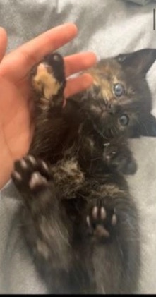 British Shorthair – Calico and brown kittens for sale.