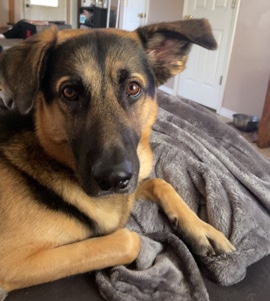 German Shepherd – Dobby