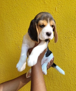 Beagle – Coco - beagle female pup