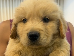 Golden Retriever – selling golden retrievers puppies only 6 the prices are not fixed – Ain Al Faydah