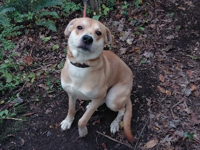 Labrador Retriever – Your New Adventure Partner: Meet Buddy, the 3yo Sweetheart! – Beckley
