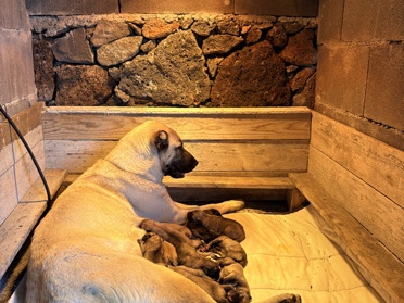 Cuccioli di Kangal nati il 30/01 – Augusta