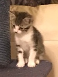 Help need a ♥️ing home