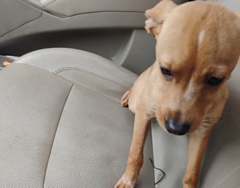 Chihuahua – chihuahua – Mesquite