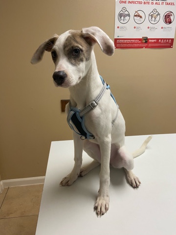 puppy in need of home