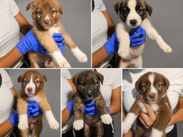 Mixed Breed – Cute fluffy Pitsky puppies – Commerce Township
