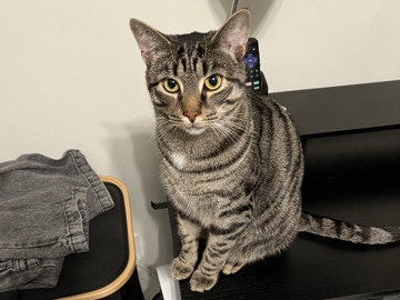 American Shorthair – Aegon needs a home! – Solon