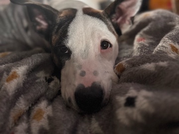 Image of Jack Russell Terrier