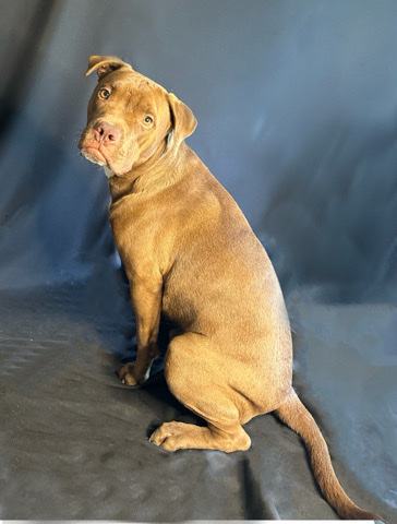 American Pit Bull Terrier – Brown pitbull