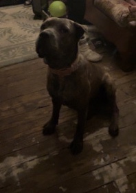 Cane Corso – cane girl