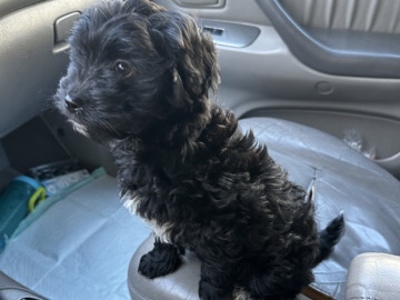 Poodle – chipoo puppy – Hyattsville