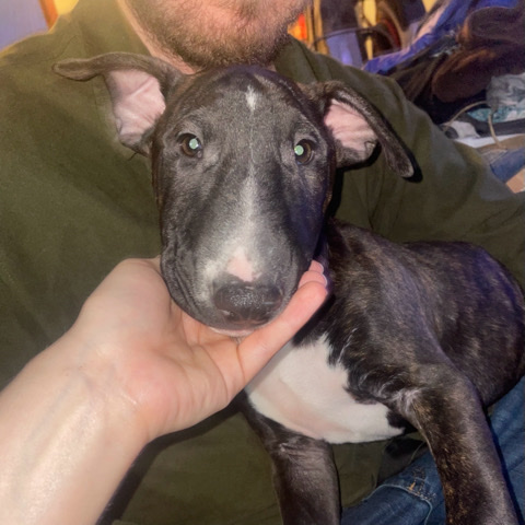 Bull Terrier – Bull Terrier Puppies