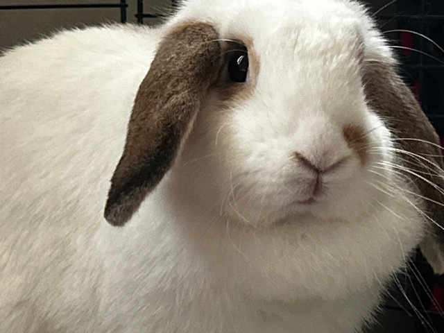 Adorable (Male) Mini Lop Bunny Rabbit. 