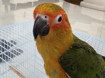 Sun Conure – sun conure – Abu Dhabi
