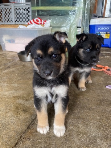 Siberian Husky – German Shepard Husky Puppies