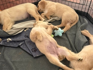 Golden Retriever – Golden Retriever for sale – Livermore