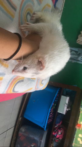Any – Ferret for 150$ please text 786 348 8329
