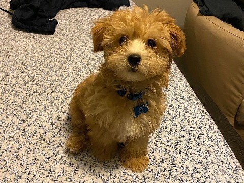 Maltipoo – Adorable 12 weeks old Maltipoo puppy – New York City
