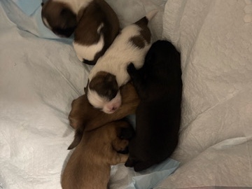 Shih Tzu – puppy’s for sale SATX – Austin