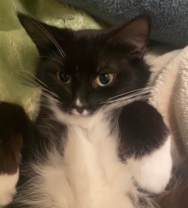 British Longhair – Beautiful Cat for sale