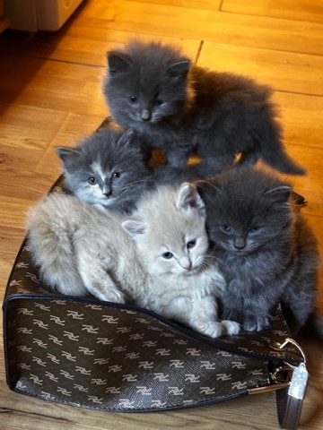 4 Beautiful Fluffy Siberian Kittens 