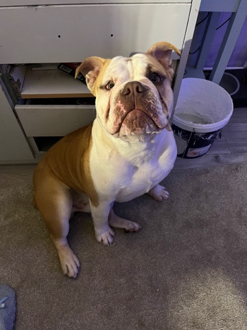 Bulldog – smash