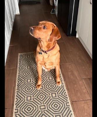 Labrador Retriever – 3yr old Labrador – Camberley