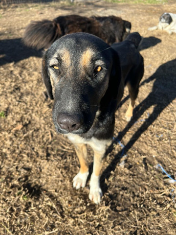 Pepita looking for home