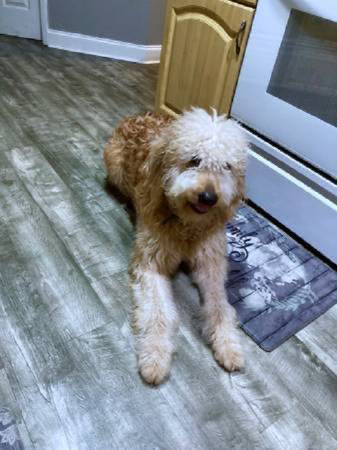 Goldendoodle