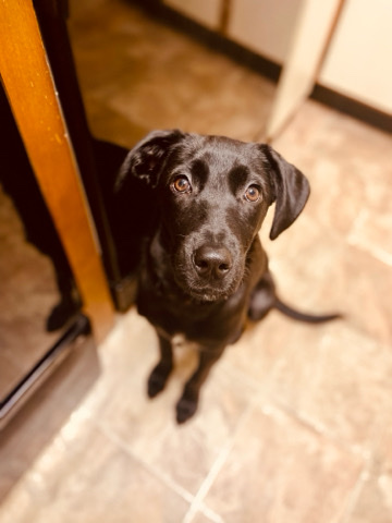 Labrador Retriever – Sweet and Playful Black Lab