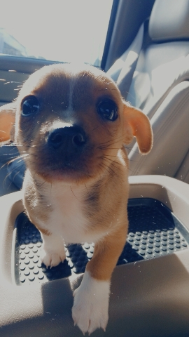 Yorkshire Terrier – brownie needs a new home