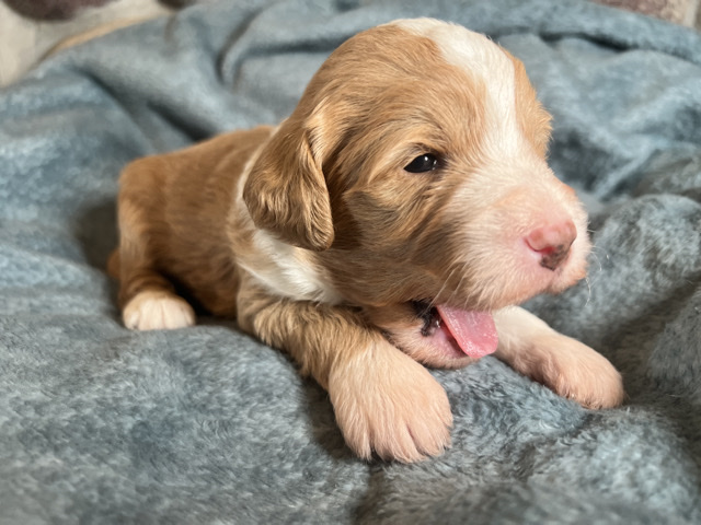Miniature Sheepadoodles – Imlay City