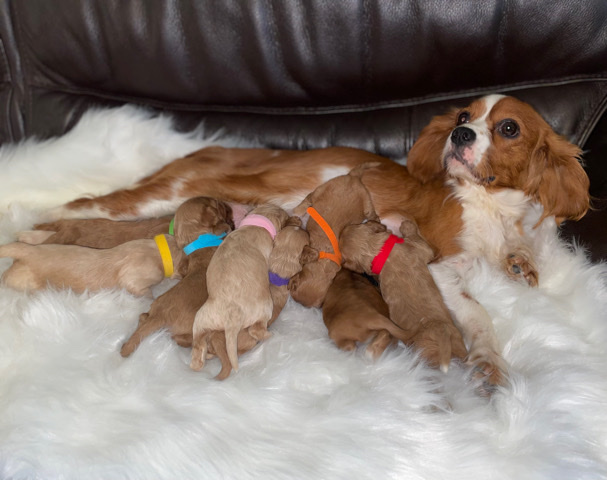 cavapoo puppies F1