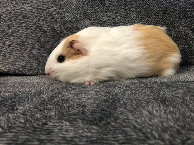 guniea pigs male