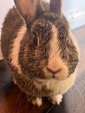 selling bunny