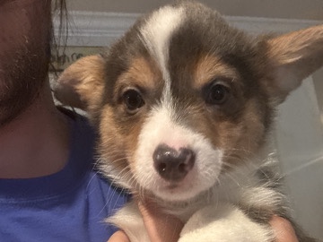 Pembroke Welsh Corgi – American Corgi Luke – Folsom