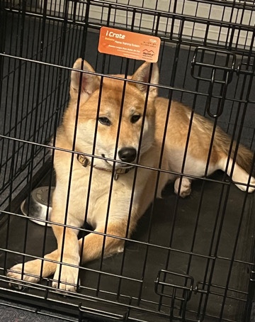 Shiba Inu – jimbo