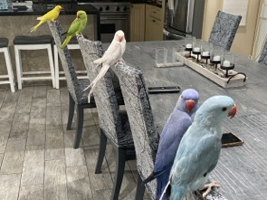 Indian Ringneck – 4 Indian Ringnecks – Los Angeles