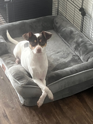 Jack Russell Terrier – Jack Terrier looking for a new home