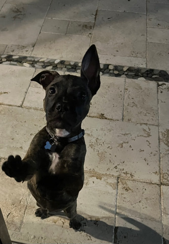 Labrador Retriever – 3month Labrabull puppy
